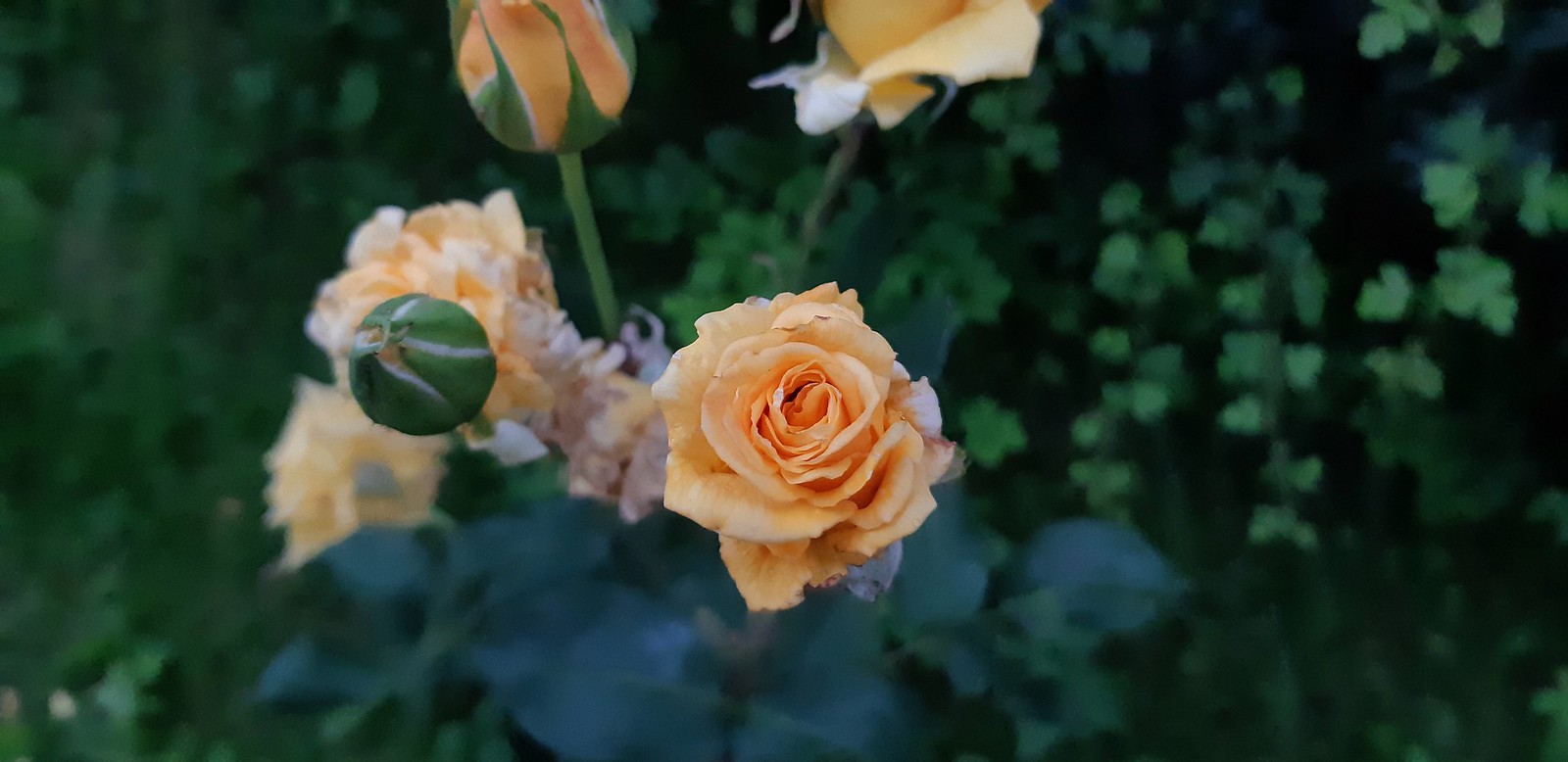 2020-07-05_07-31-35.jpg