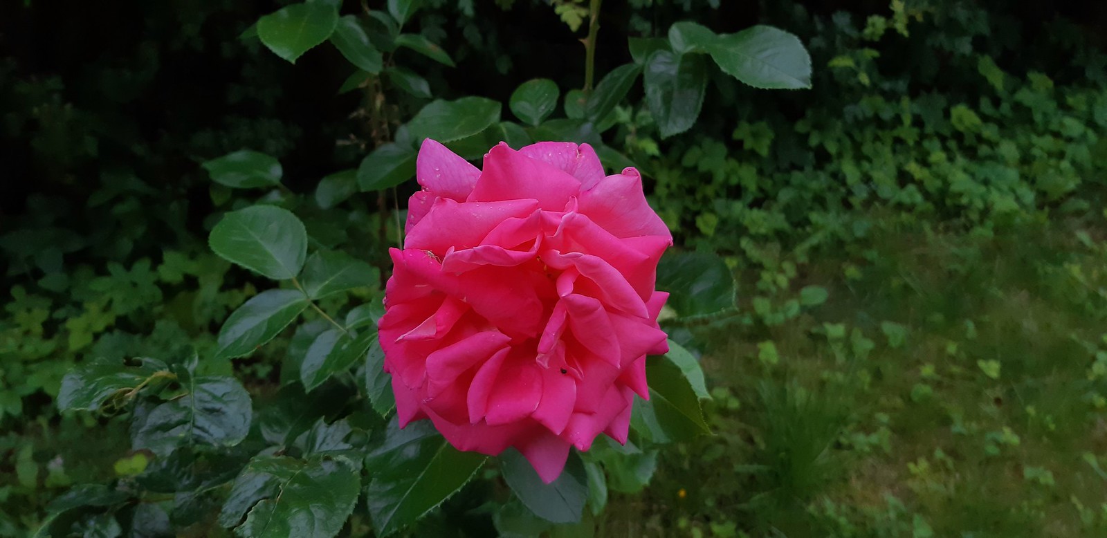 2020-07-05_07-31-20.jpg