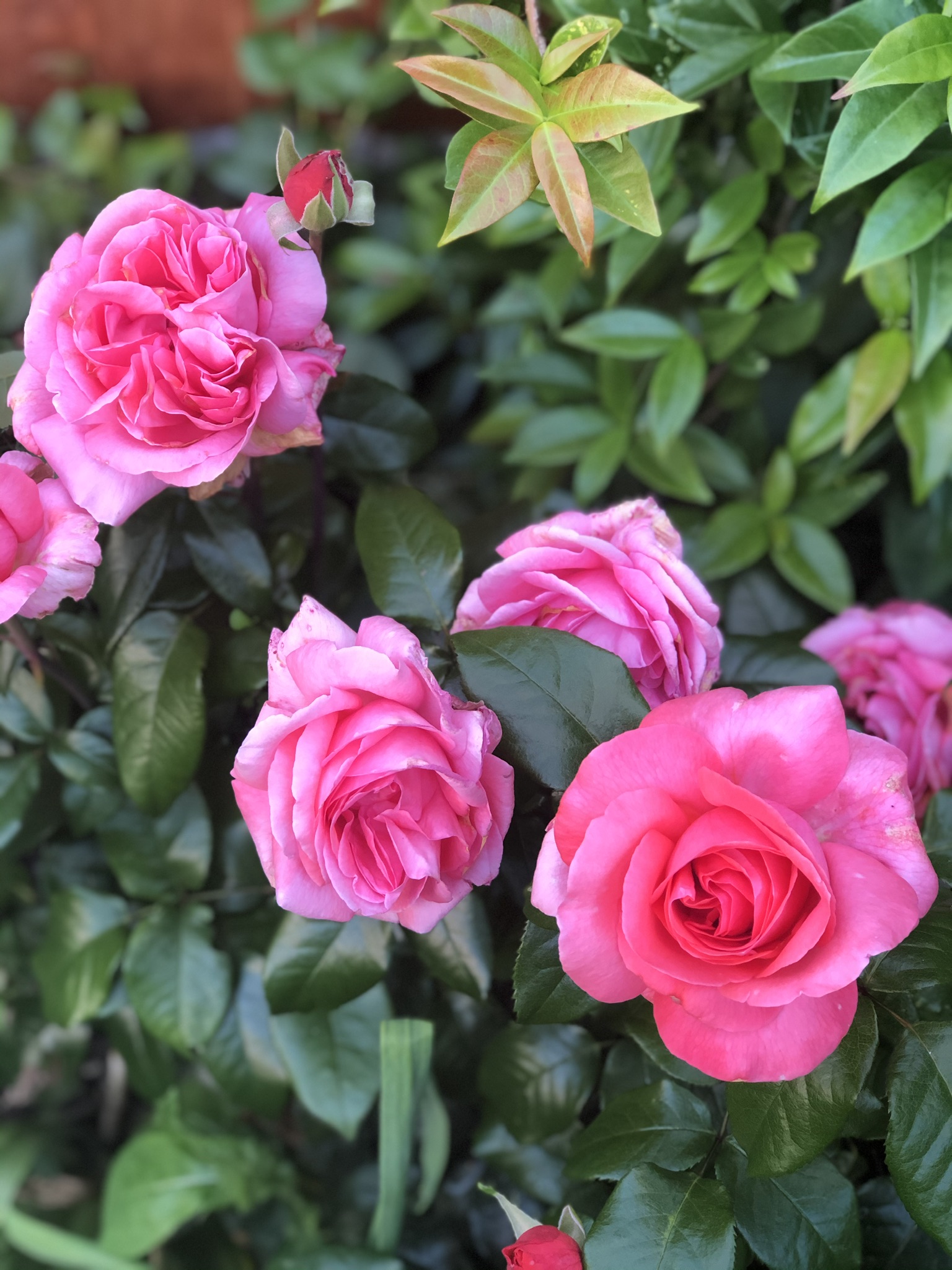 5E884EC6-2A06-4F1D-9624-D571DF838F05.jpeg