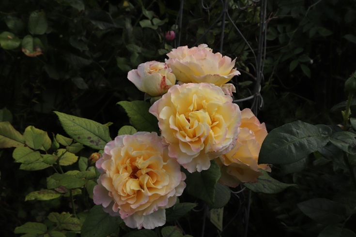 Rosa 'Madame A. Meilland'.JPG