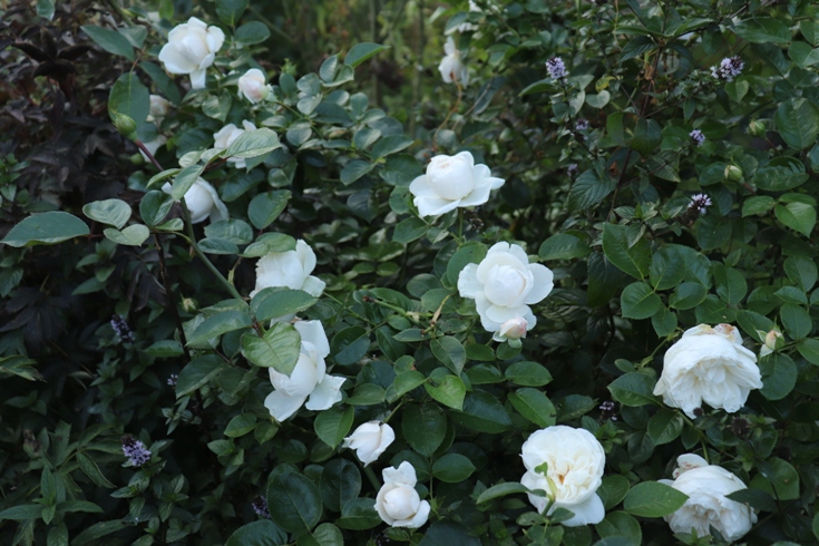 Rosa 'Summer Memories'20.JPG