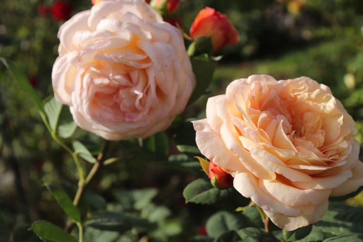 Rose David Austin'.JPG