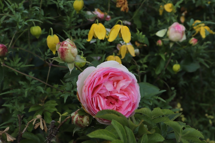 Rose Eden rose.JPG