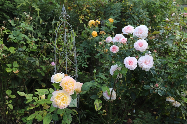 Roses (8).JPG
