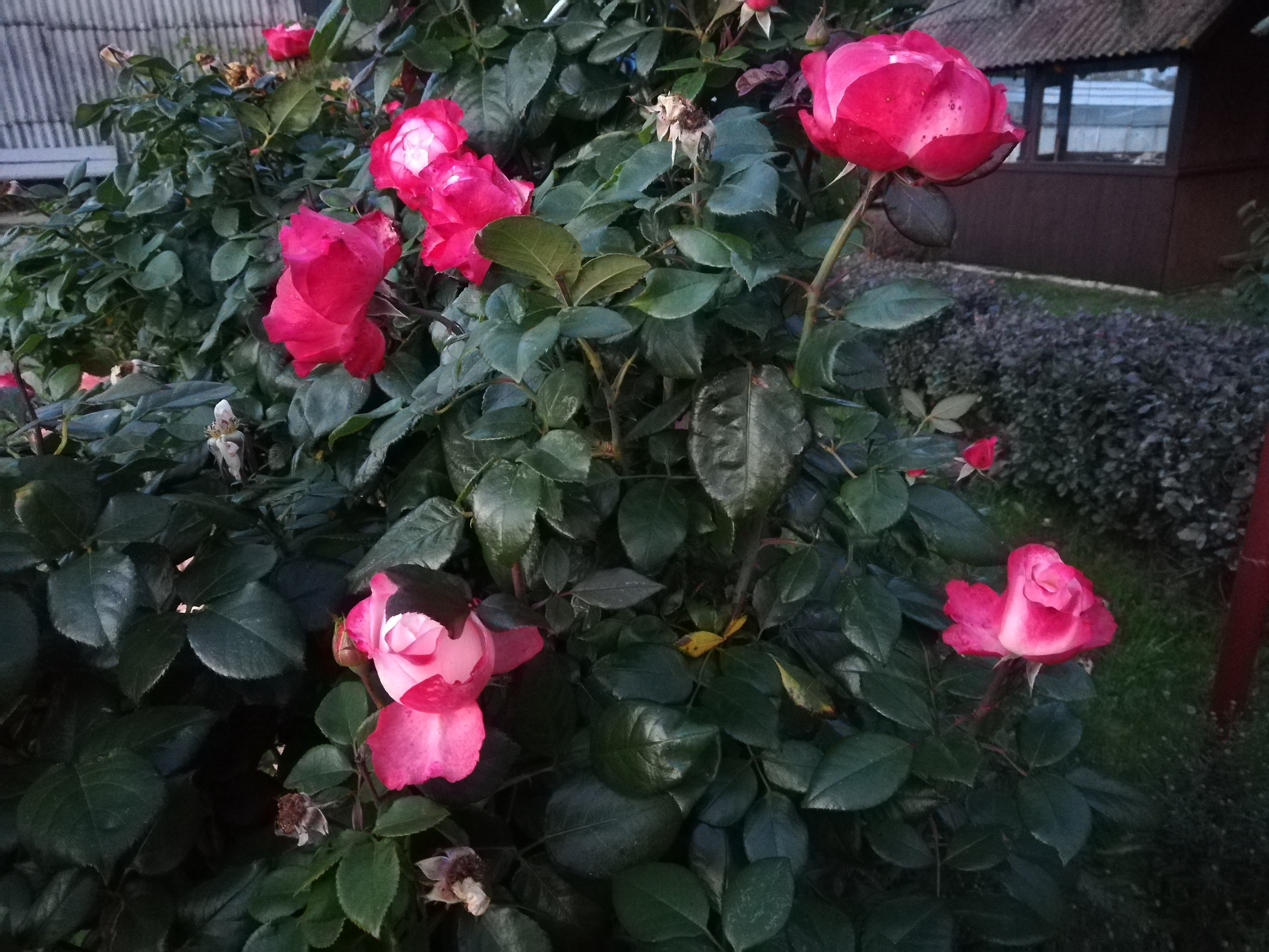 IMG_20200918_194608.jpg