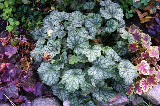 Heuchera GREEN SPICE.JPG