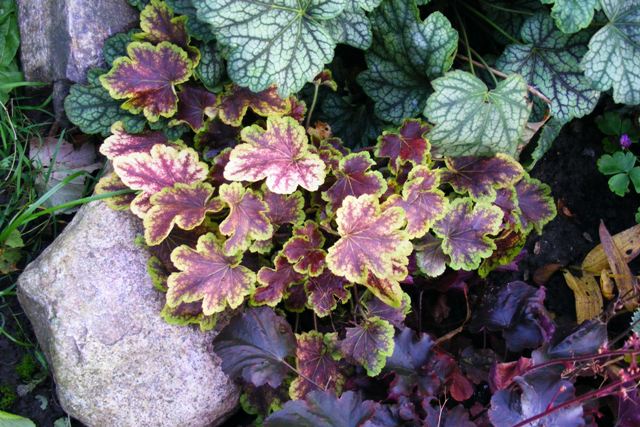 Heuchera MIRACLE.JPG
