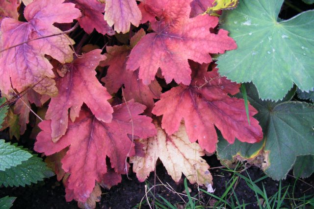 Heuchera 'Sweet tea'.JPG