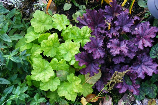 Heuchera World caffe Romano&Heuchera Forever purple.JPG