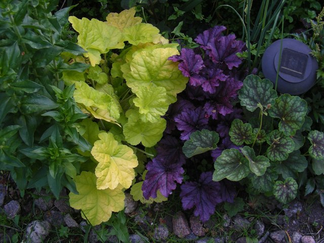 Heuchera'18.jpg