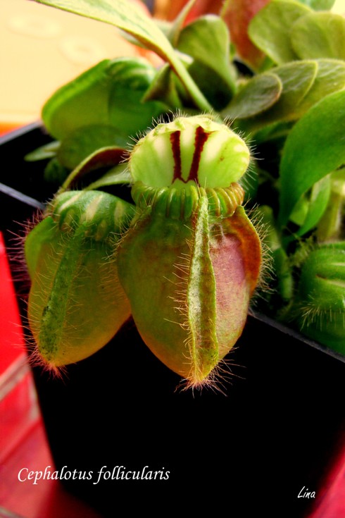 Cephalotus follicularis'14.jpg