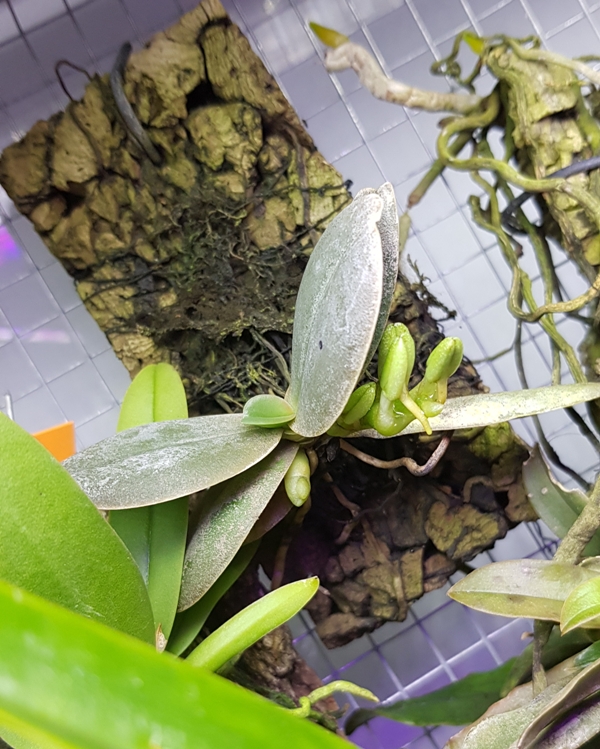Aerangis fastuosa.jpg
