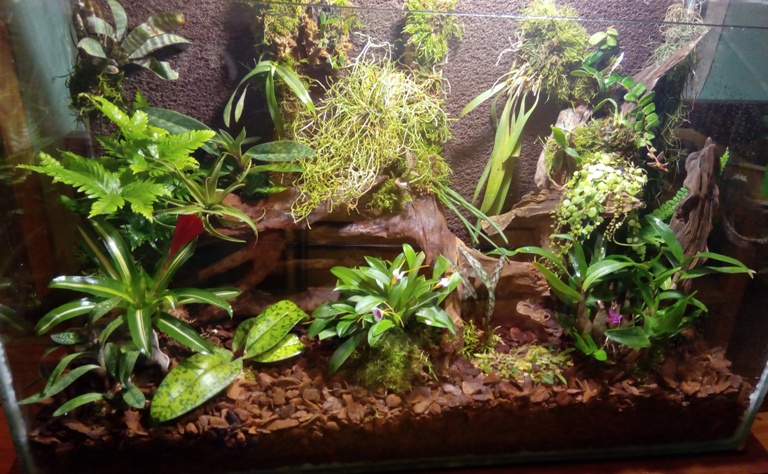 Kaltūnas nuotraukos viduryje - Microcoelia