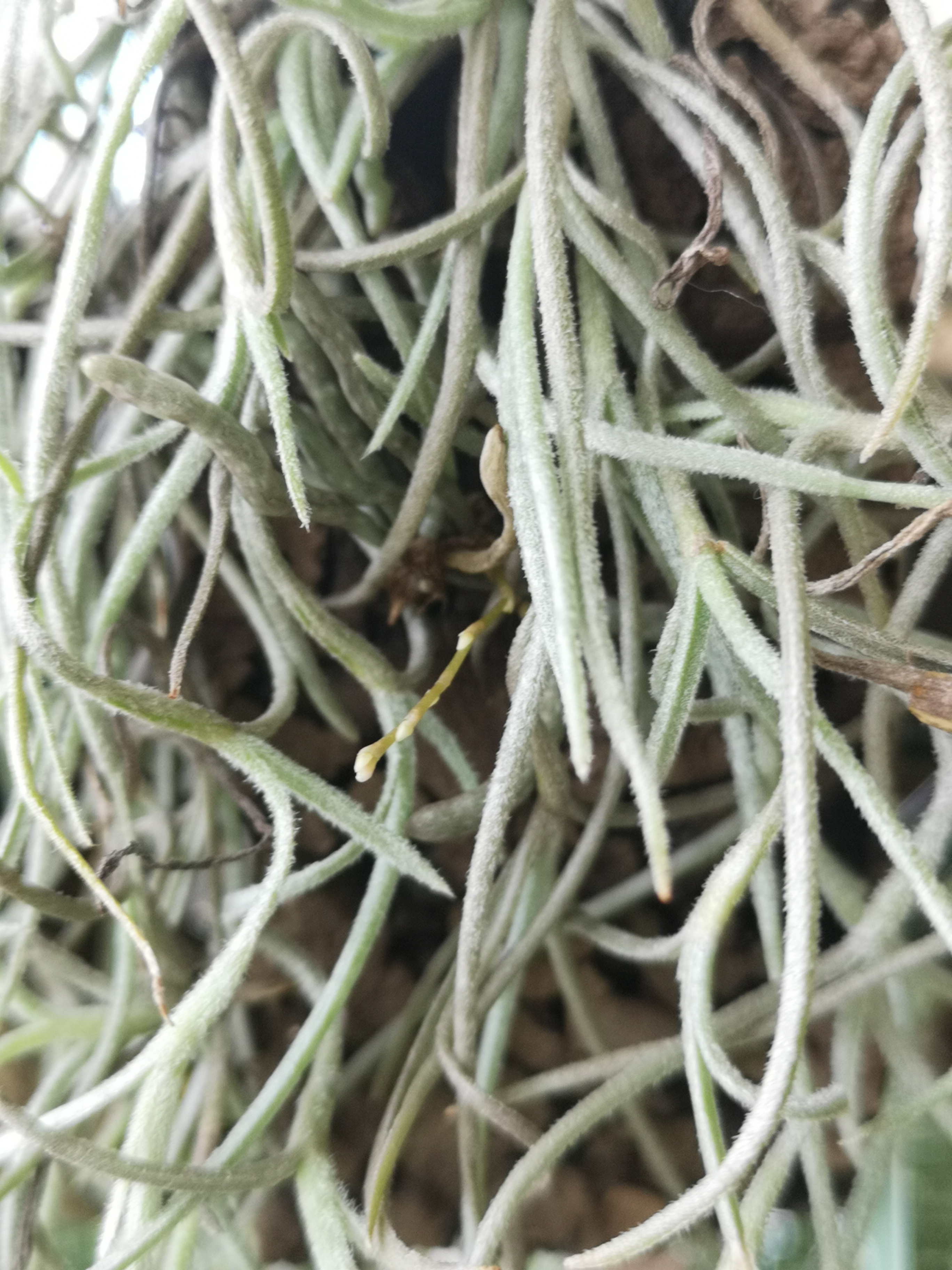 Lendantis žiedynstiebis iš po Tillandsia usneoides paklodės