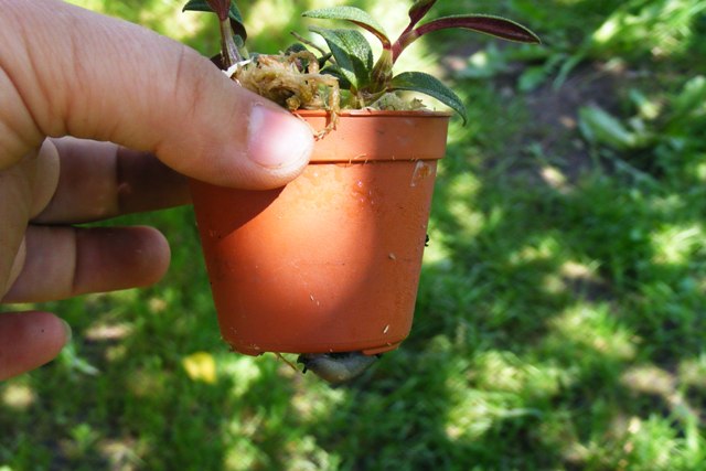 DSCF7238.JPG