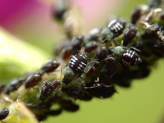 aphid_aphis_fabae_black_bean_greenfly_00_25-06-09.jpg