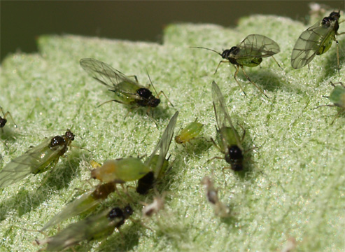 Aphis pomi 5.jpg