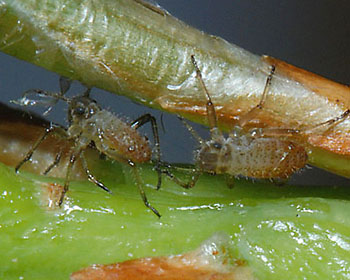 Cinara_pinea_young_nymphs.JPG