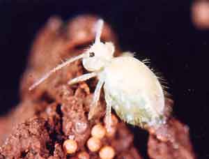 Sminthurus_viridis2.jpg