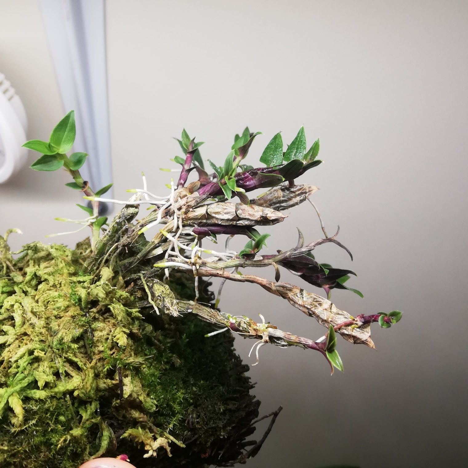 Dendrobium limpidum