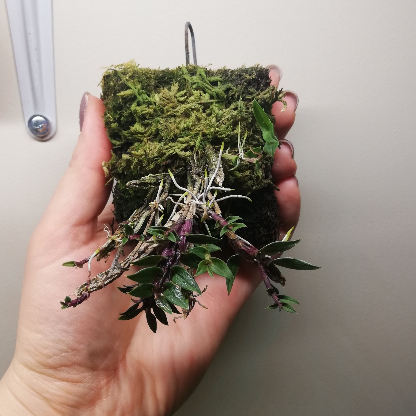 Dendrobium limpidum