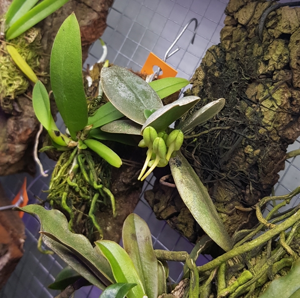 Aerangis fastuosa.jpg