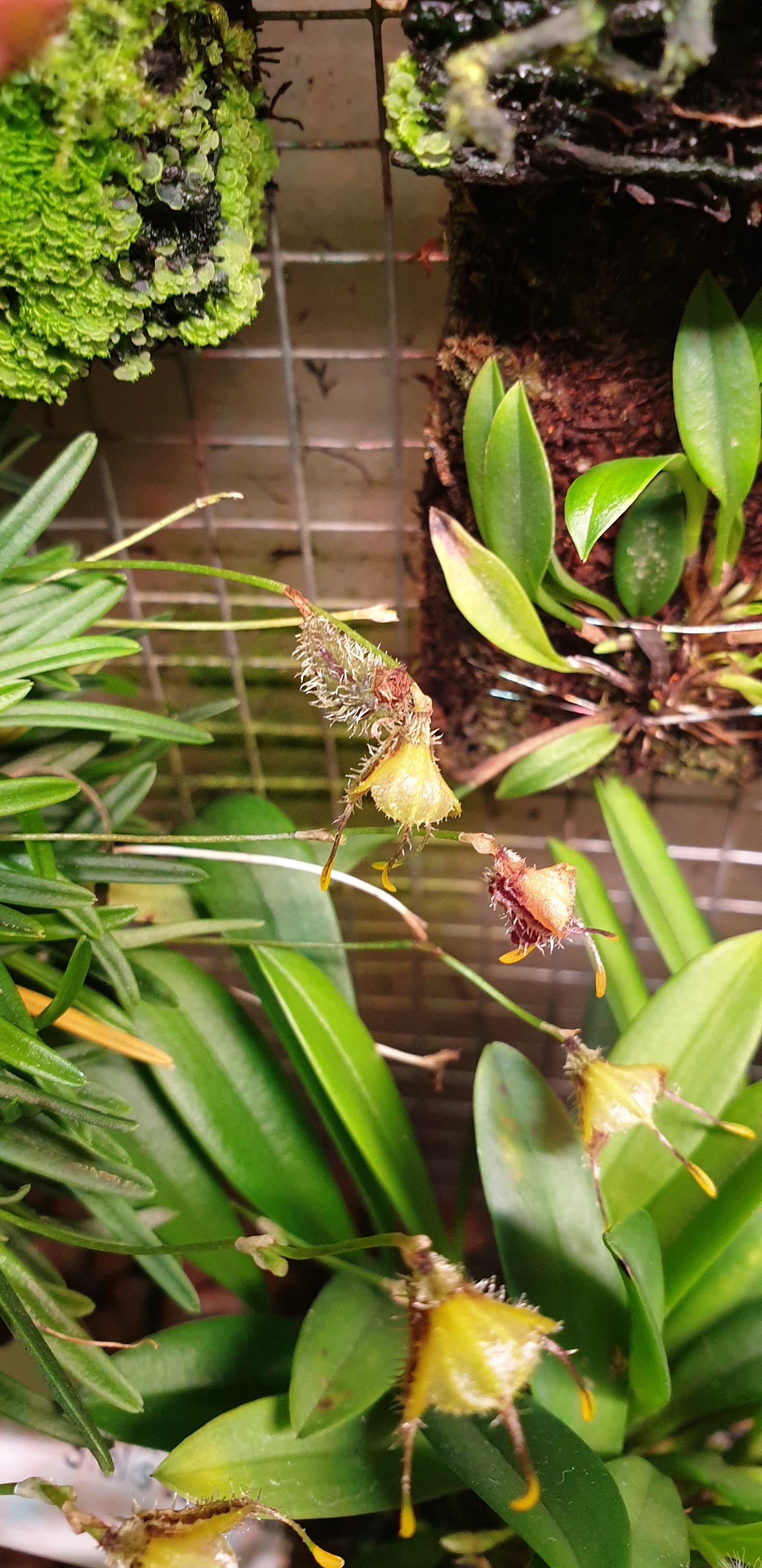 20201124_074520_copy_1470x3024.jpg