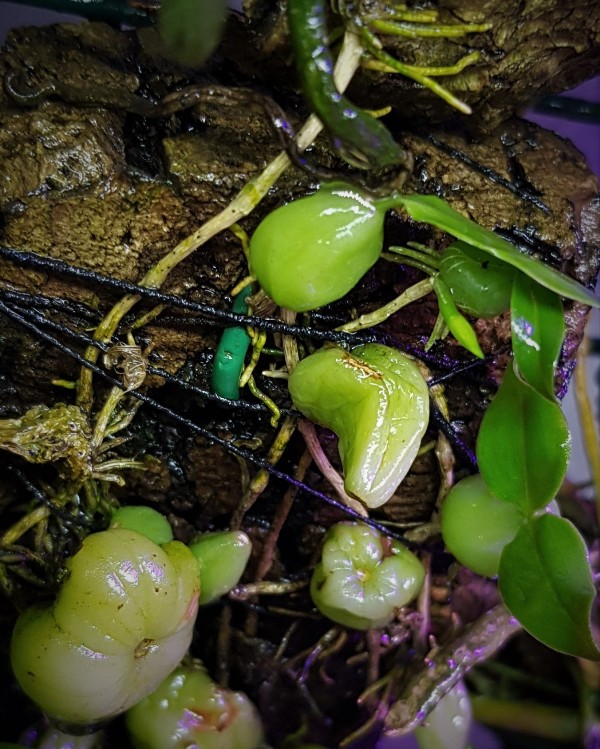 Bulbophyllum physometrum.jpg