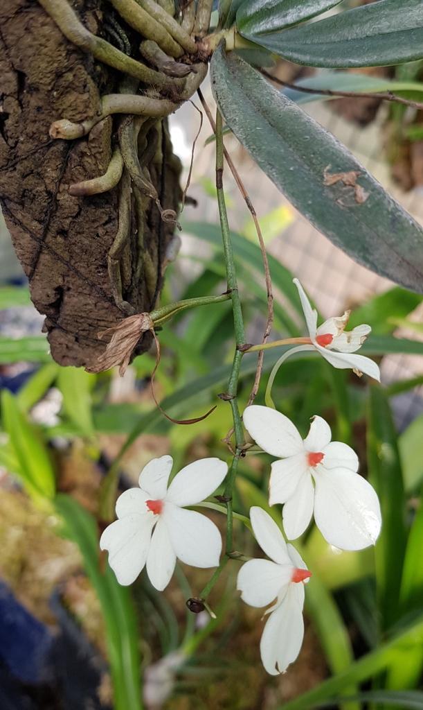 Aerangis luteoalba var. rhodosticta.jpg