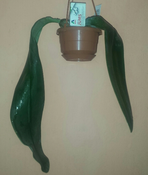 bulb.jpg