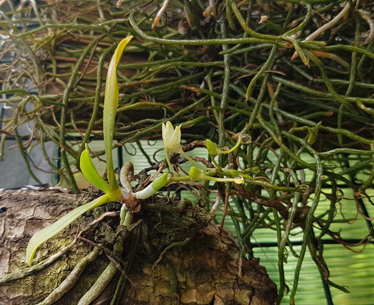 Mystacidium venosum.jpg