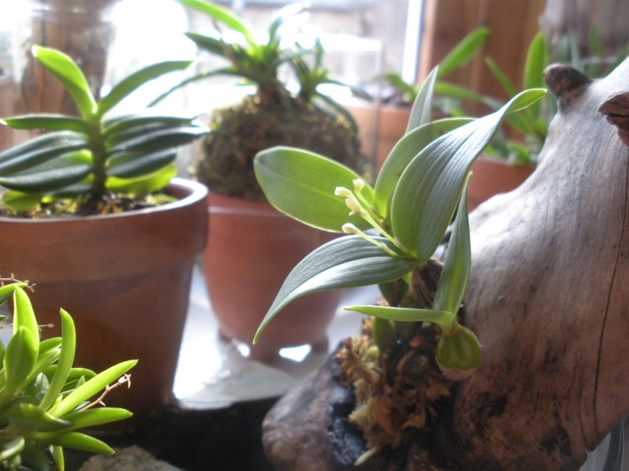 Dendrobium berrans.JPG