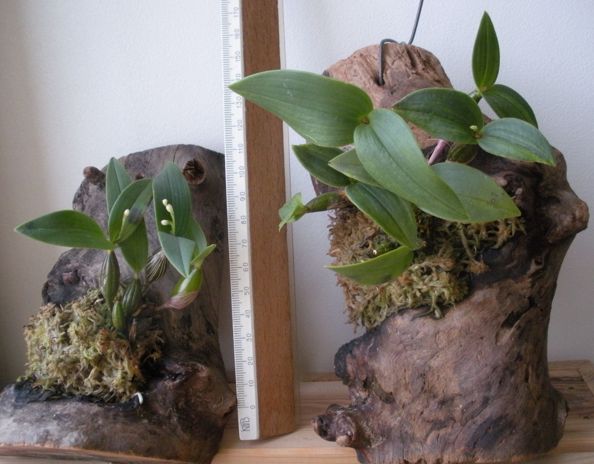 Dendrobium aberrans3.JPG