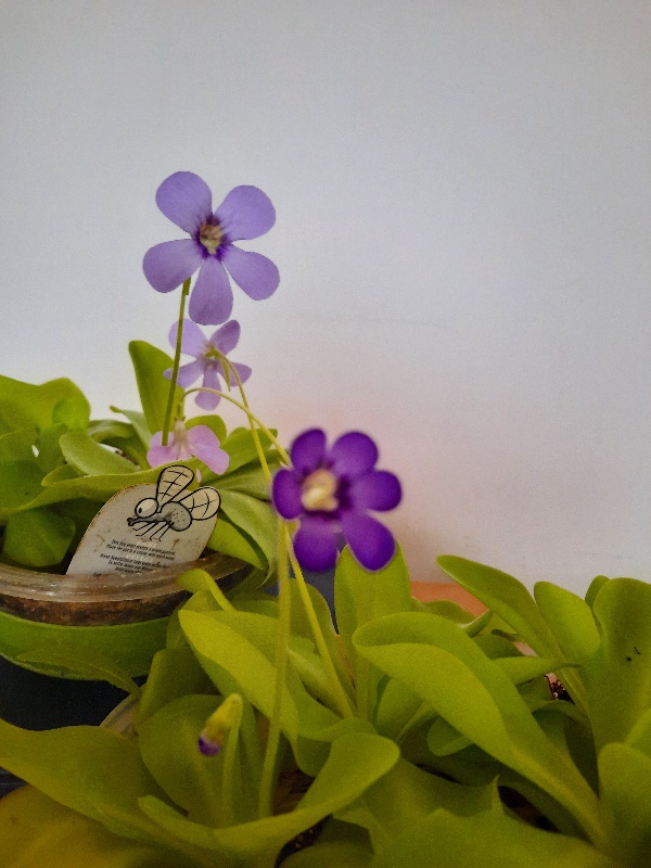 20201206_113719_copy_600x800.jpg