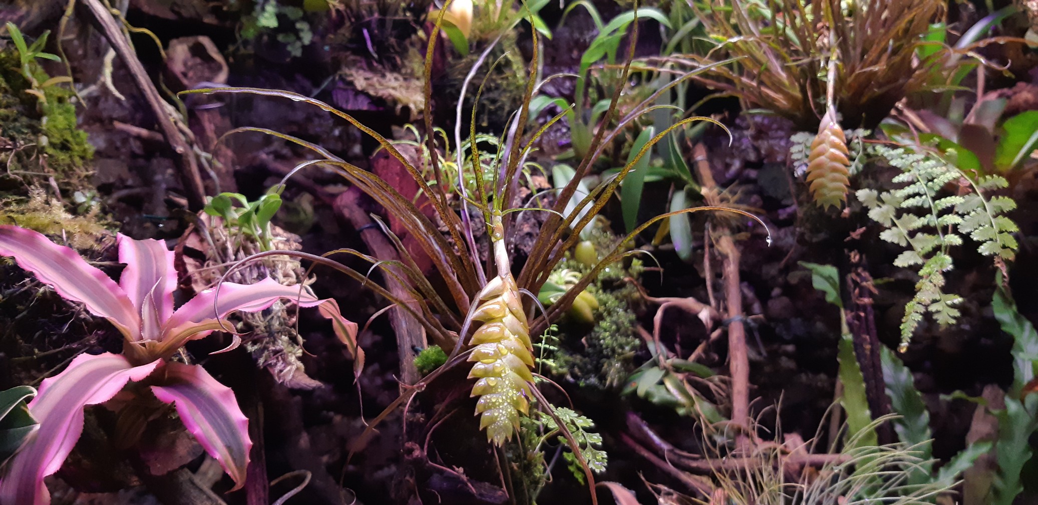 20201206_125035_copy_2073x1008.jpg