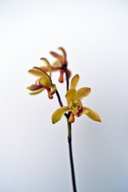 Oeceoclades rauhii (1).jpg