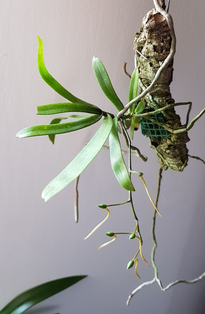 Aerangis jacksonii.jpg