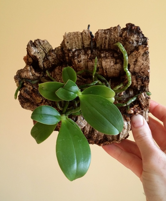 Phalaenopsis violacea 2014-10-07 1.jpg