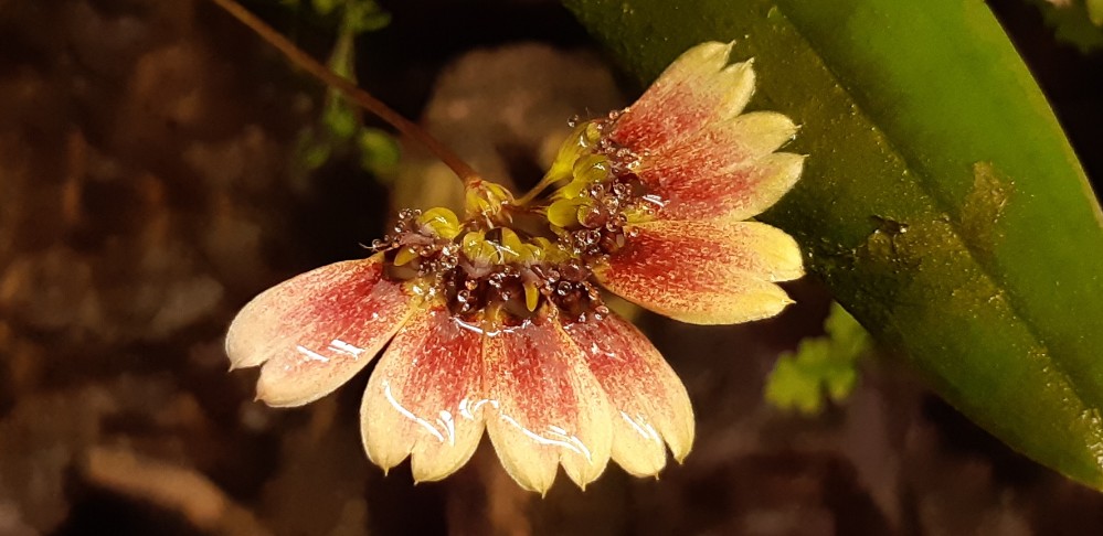 Screenshot_20201221-135249_Gallery_copy_999x486.jpg