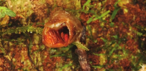 Gastrodia.png