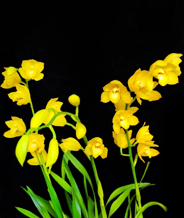 Cymbidium 'Shiny yellow'