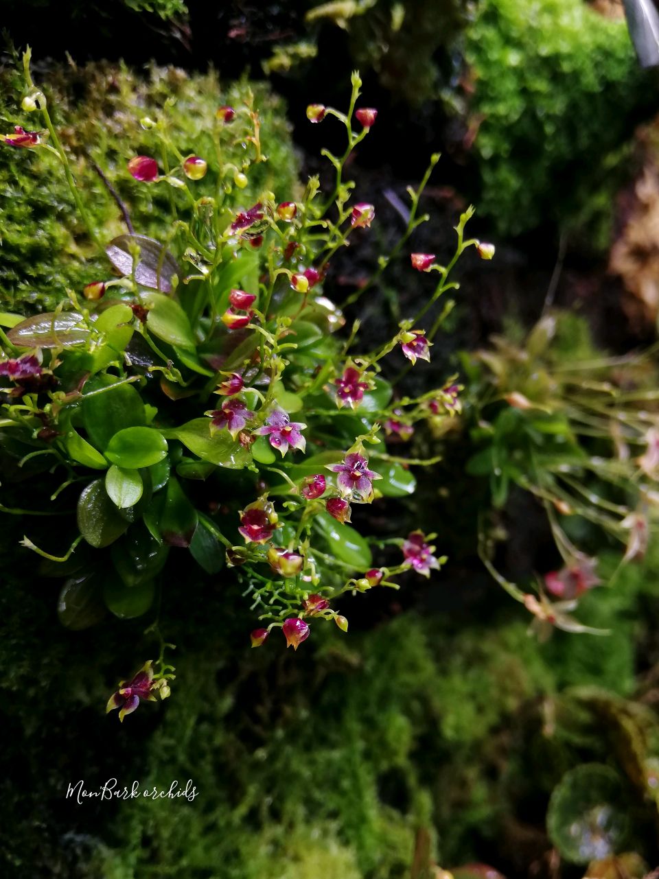 Platystele scopulifera