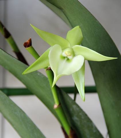 Angraecum Veitchii Rolfe.jpg