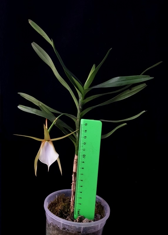 Angraecum viguieri.jpg