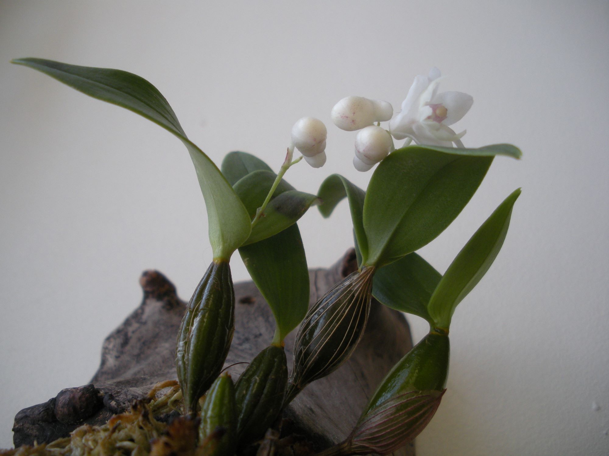 Dendrobium aberrans.JPG