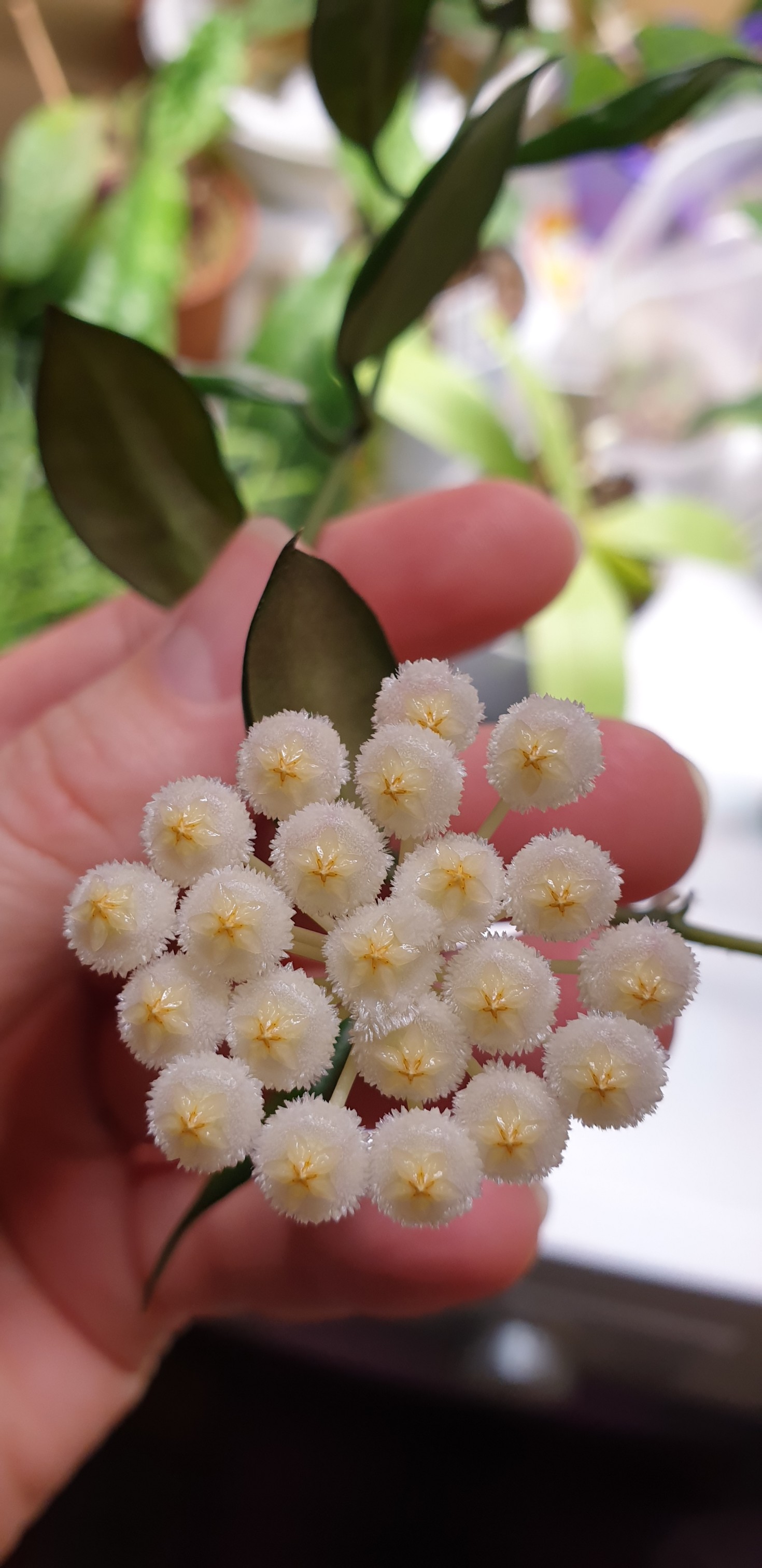 hoya lacunosa.jpg