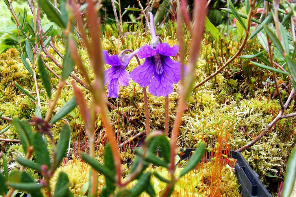 Pinguicula grandiflora'17.05.jpg