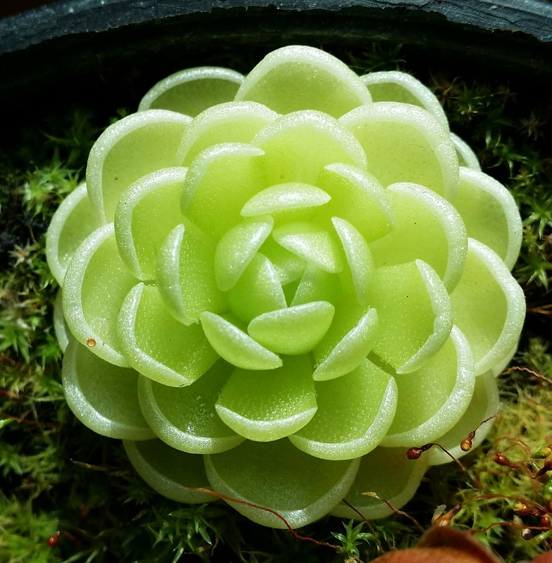 30787481895_cf07df25ee_c.jpg