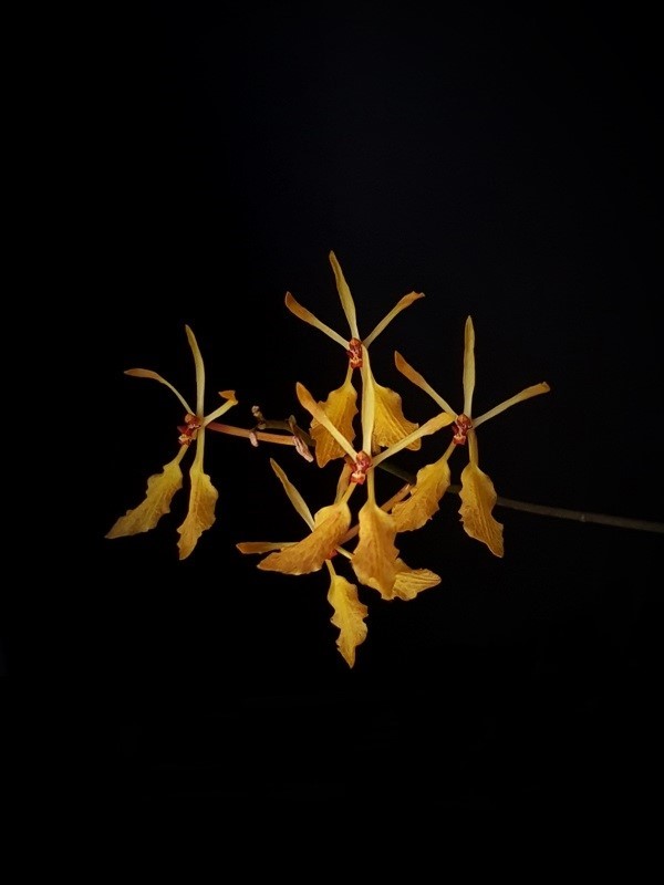 Renanthera vietnamensis.jpg