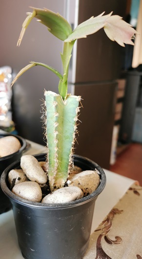 201004 Schlumbergera grafted(3) small.jpg